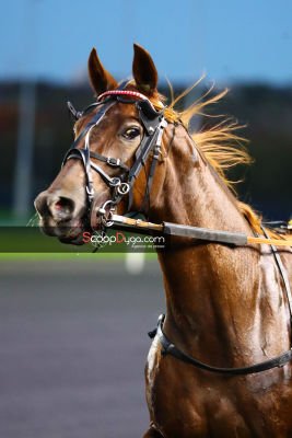 Le cheval du jour est Hélali de Montceau