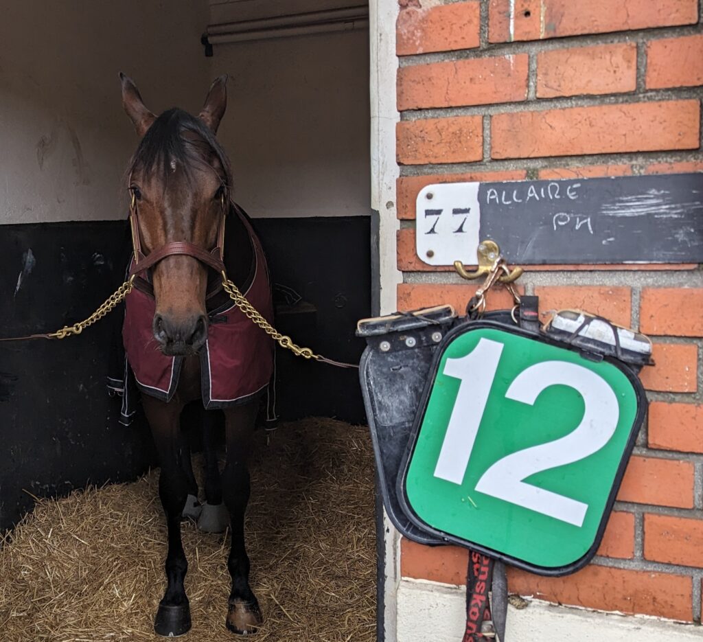 Just a Gigolo est le cheval du jour