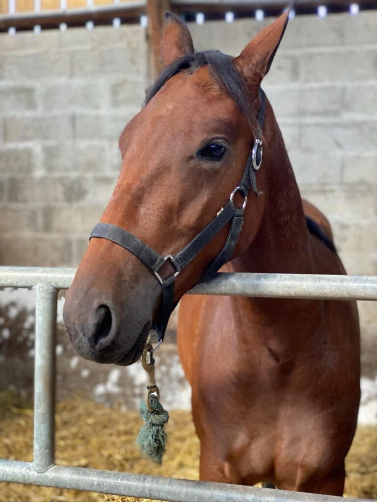 « Nous espérons être sur le podium avec Kyrielle Des Vaux » 