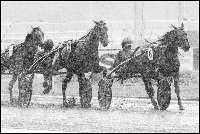 Le Cheval du Jour – 30/11/2025