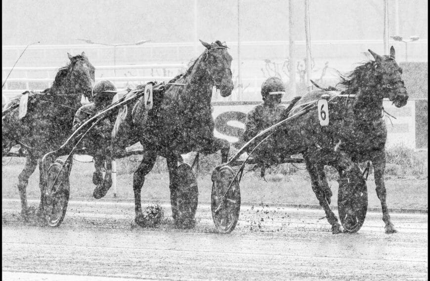 Le Cheval du Jour – 30/11/2025