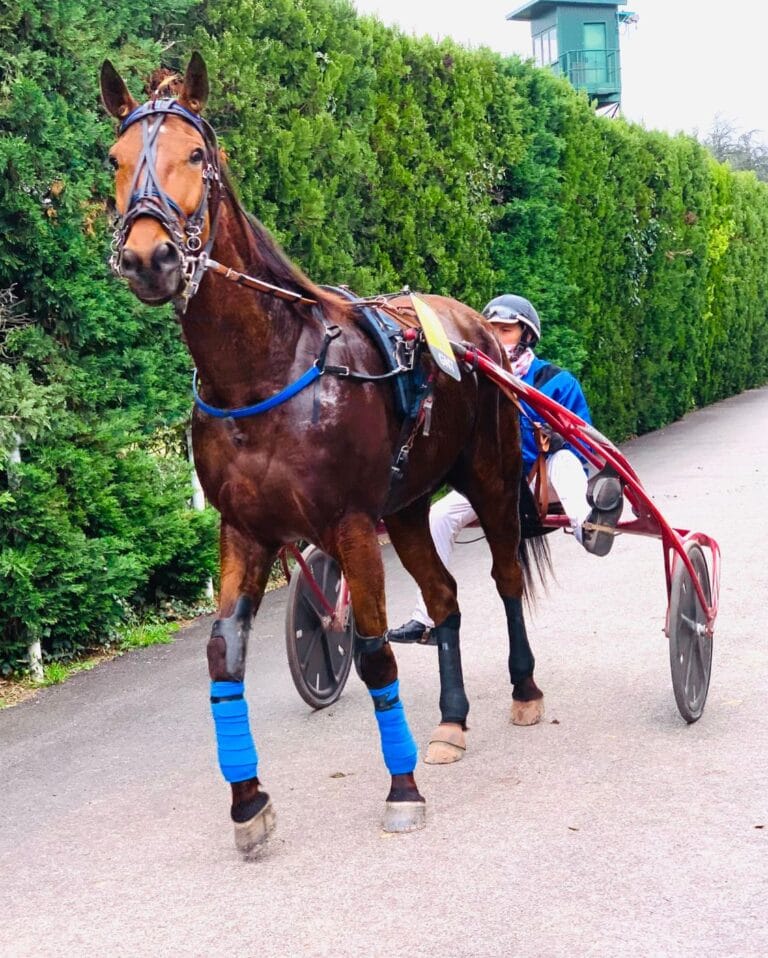 « On se fait plaisir ! » : David Bekaert nous parle d&rsquo;Horchestro dans le G.N.T !