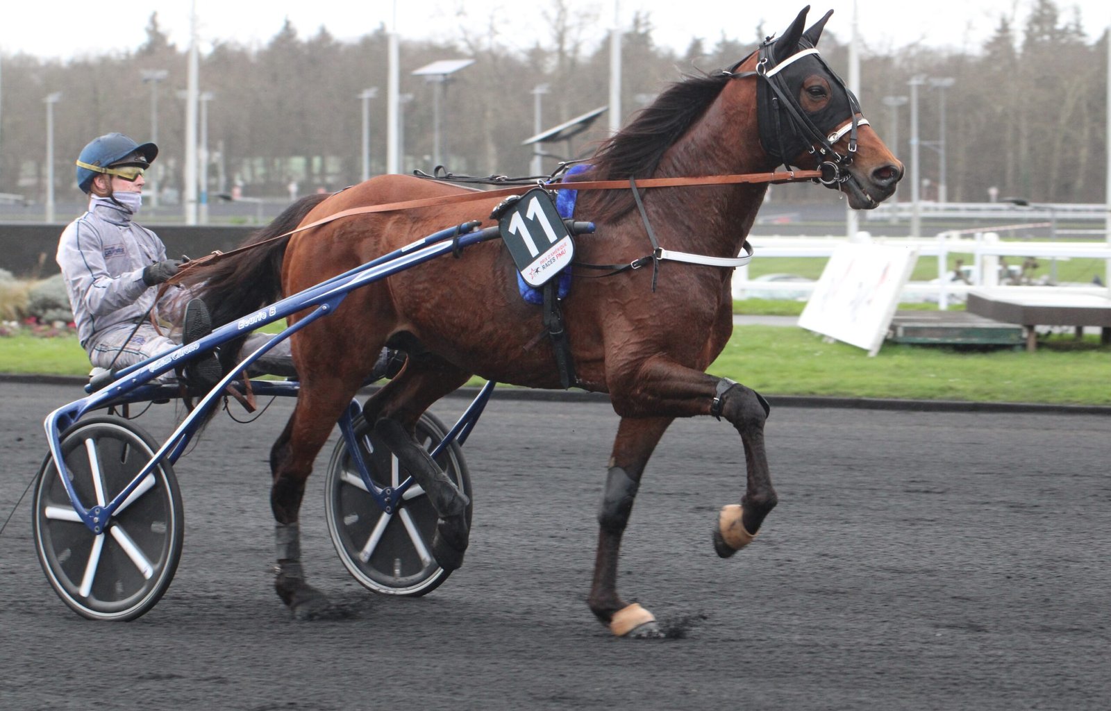 Horsy Dream sera au départ du Grand Prix de Wallonie - crédits photo Isa Lept