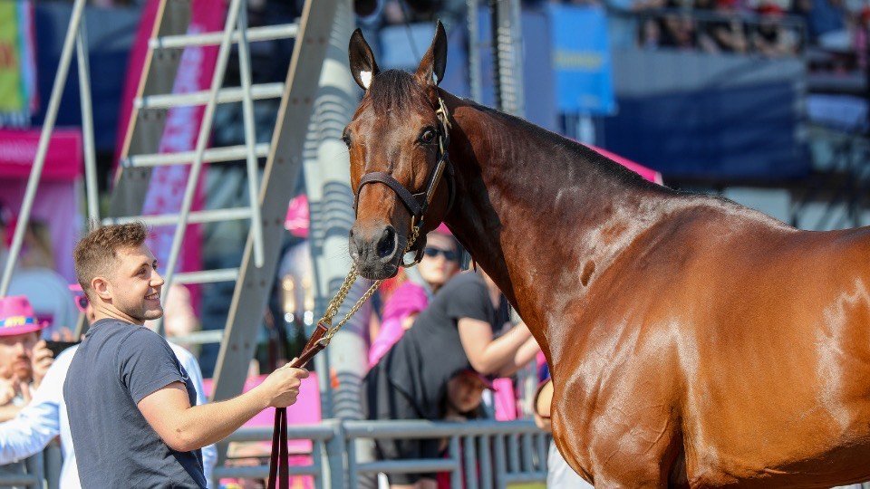 Hohneck fera partie des sérieux prétendants pour le Prix de l’Atlantique