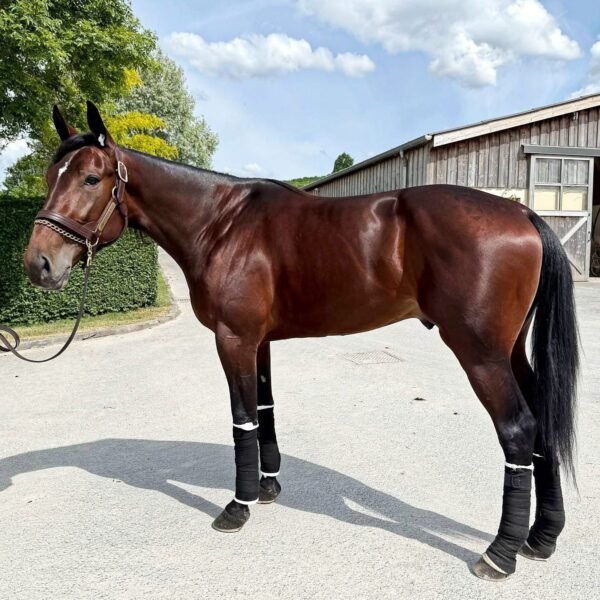 GINOSTRABLIGGI, en route vers Solvalla