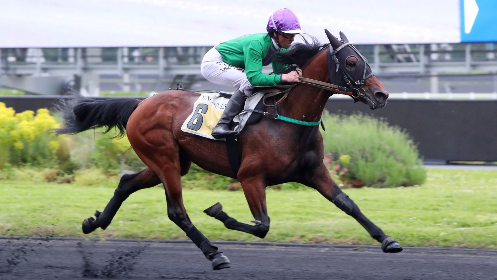 Lionheart - Cheval du Jour - 22/06/2025 - ManuTurf