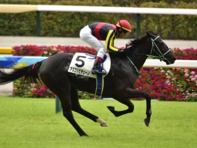 Ascoli Piceno, la grande Championne Japonaise - crédits : 江戸村のとくぞう