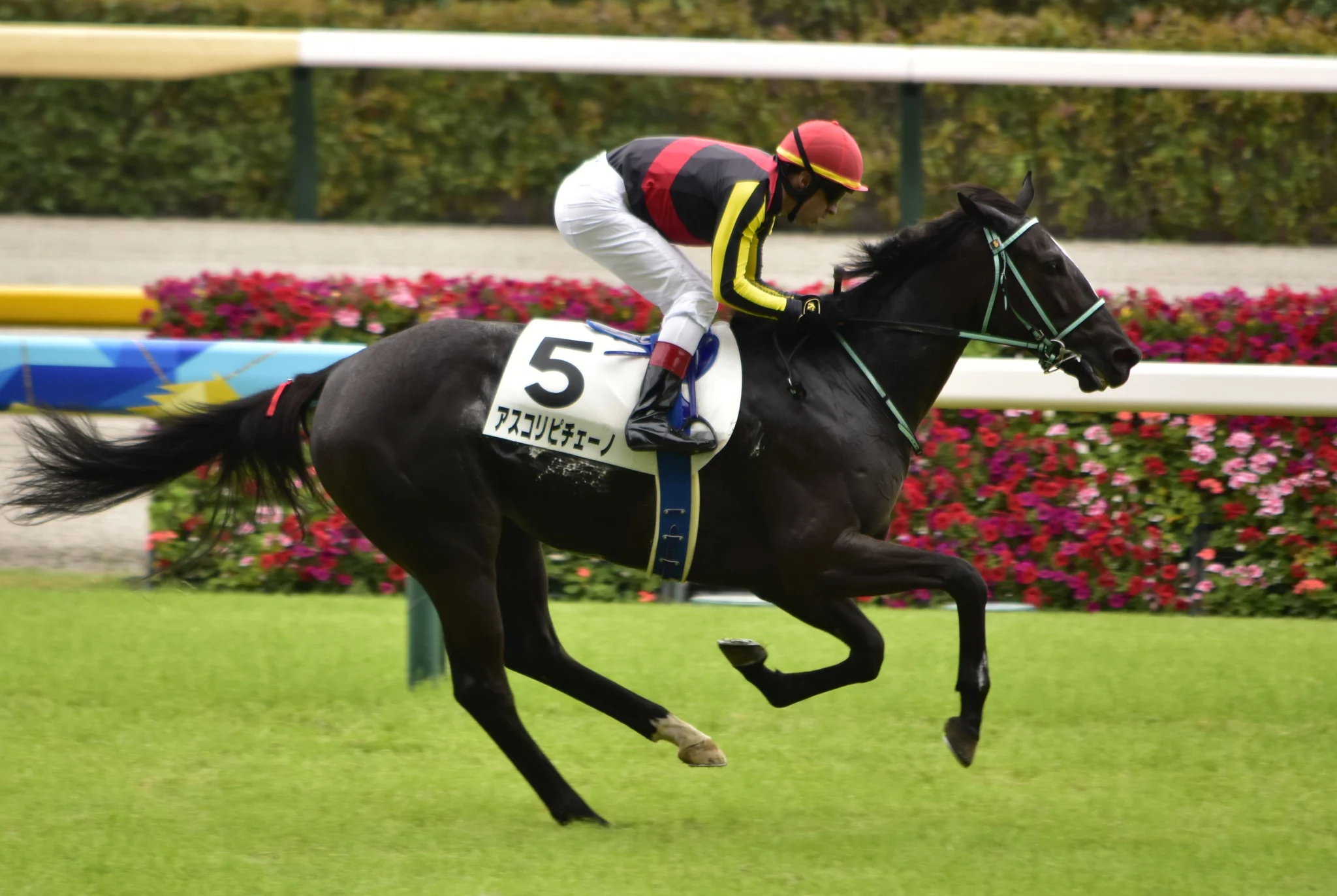 Ascoli Piceno, la grande Championne Japonaise - crédits : 江戸村のとくぞう - Cheval du Jour - 17/08/2025 - ManuTurf
