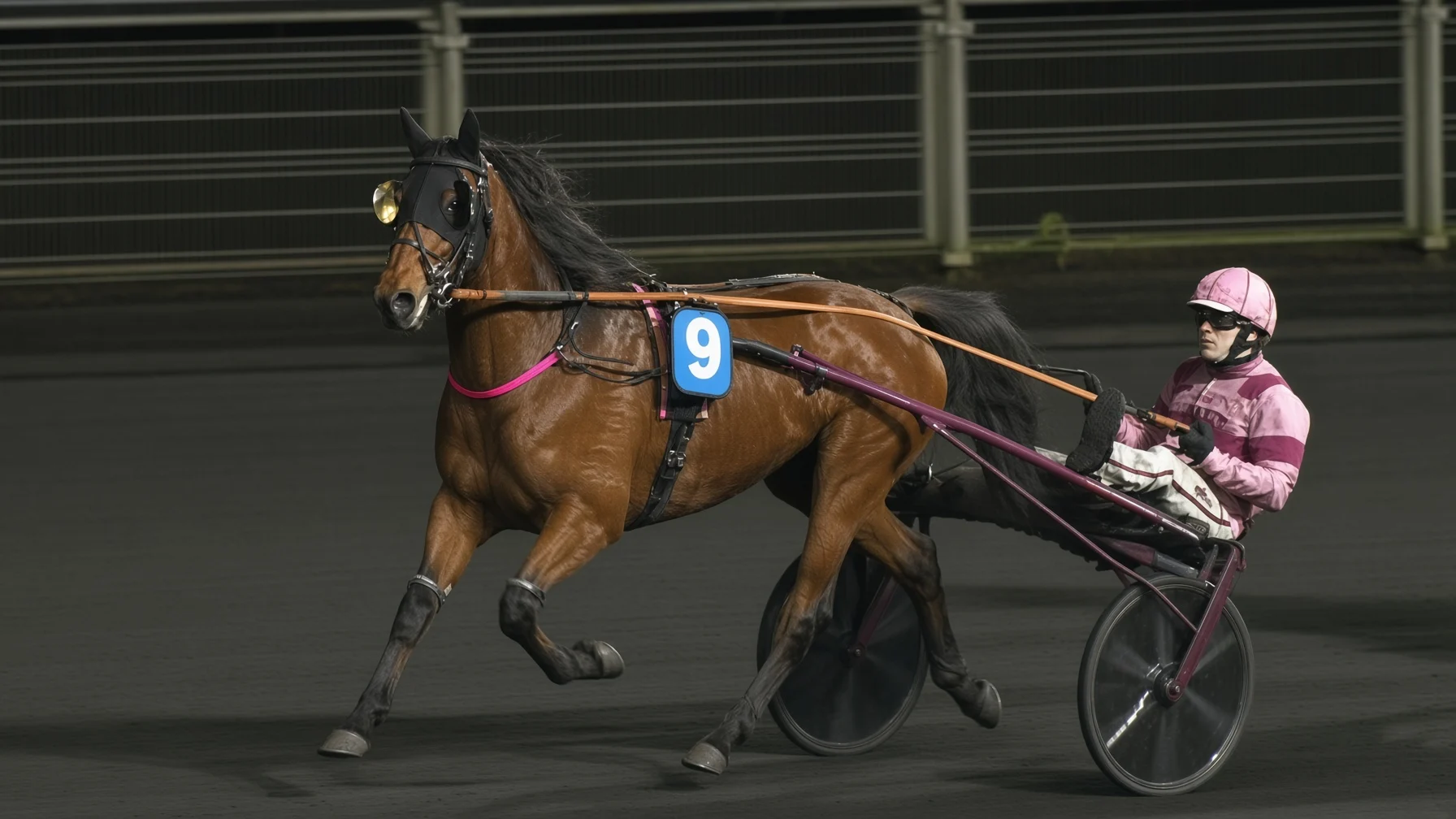 Joker des Chaliers - Cheval du Jour - 12/08/2026